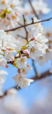 Купить саженцы Сакура Канзан (вишня Kanzan) в питомнике. Для сорта Сакура  Канзан (вишня Kanzan) есть описание, фото, цены и отзывы садоводов.