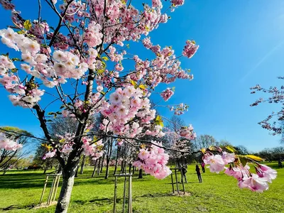 Сакура картинки на телефон изображение_Фото номер 400480233_JPG Формат  изображения_