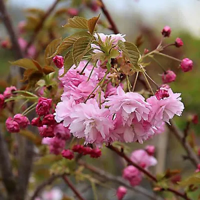 Обои вишня, весна, Япония, сакура, Japan, цветение, гора Фуджи, landscape,  pink, blossom, mountain, sakura, cherry, spring, Fuji картинки на рабочий  стол, раздел пейзажи - скачать