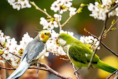 Сакура - Prunus serrulata. Сорта сакур, выращивание и уход