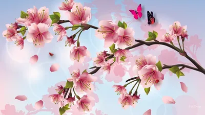 Цветы Сакуры - 57 фото