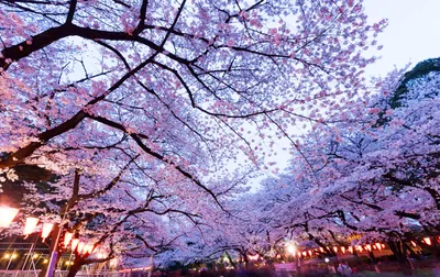 Фото Цветущая ветка сакуры