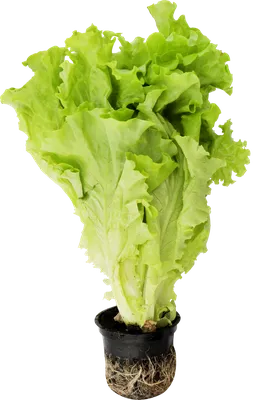 Салат Растение Латук - Бесплатное фото на Pixabay - Pixabay