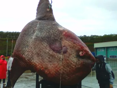 На Сахалине рыбаки выловили из моря рыбу-луну весом больше тонны - 