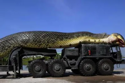 1000 и 1 ребенок Уробороса: Топ 10 самых больших змей в мире