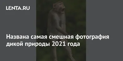 Названа самая смешная фотография дикой природы 2021 года: Звери: Из жизни:  