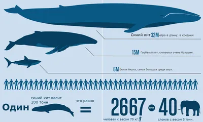 Самые большие животные – список, размеры, названия, описание, где обитают,  фото и видео - Научно-популярный журнал: «Как и Почему»