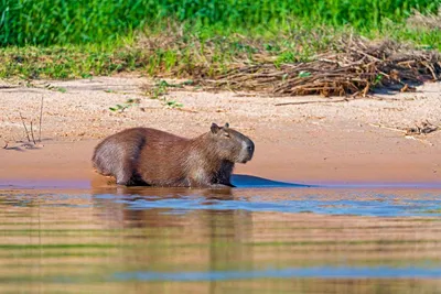 10 самых больших животных. Описание и фото самых больших животных