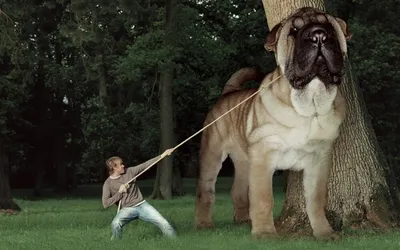 Самые большие собаки в мире - породы больших собак с фото | Блог  зоомагазина 