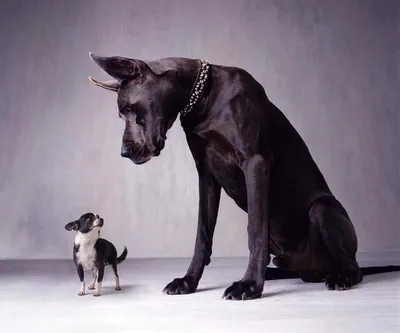 Самая маленькая собачка - 10 сантиметров, а самая большая - 110! - 