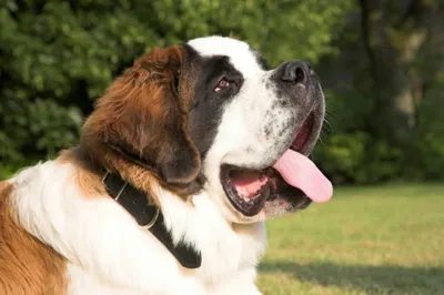 Тибетский мастиф - самая большая и самая дорогая собака в мире | Виктория  Смирнова | Дзен