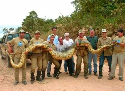 Самые большие змеи в мире: ТОП10, рекорды длинны, фото