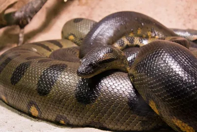 Новости науки: Встреча с ней означала смерть: ученые показали, как  выглядела самая громадная и опасная змея планеты -  | Диалог.UA