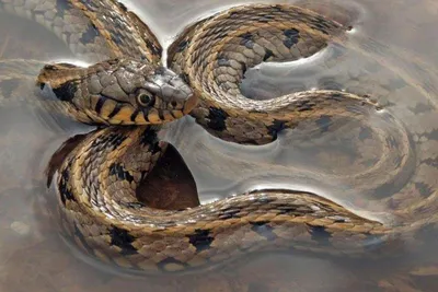 Змеи Кипра - Подробное описание всех видов - Что делать если укусит?