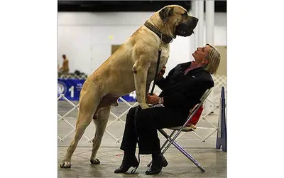 Самые большие собаки в мире. ФОТО
