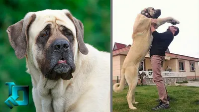 Топ-15 самых больших собак с фото и описанием – 