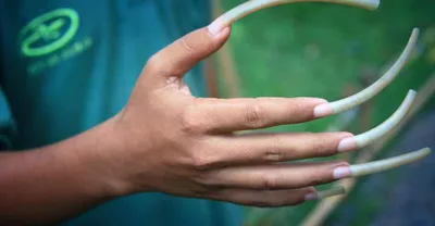 Умерла Ли Редмонд, которая когда-то имела самые длинные ногти в мире - что  о ней известно - фото | 
