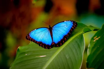 Самые красивые бабочки в мире.