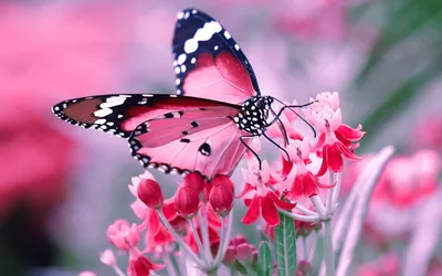 Красивые картинки с бабочками - 79 фото