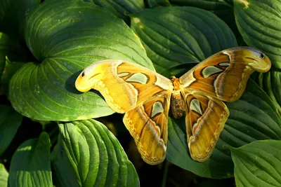Эффект бабочки: один день на выставке самых красивых насекомых |  Нижегородская правда