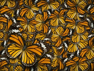 Красивая бабочка рисунок - 38 фото