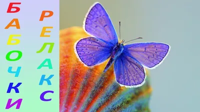 Самые красивые бабочки мира | Ирина . | Дзен