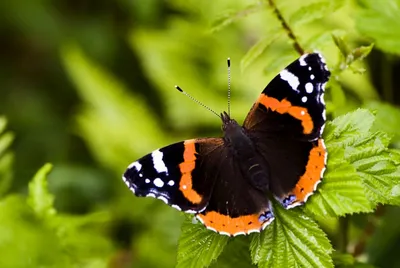 Самая скромная, самая ядовитая, самая большая: 19 удивительных бабочек |  Вокруг Света