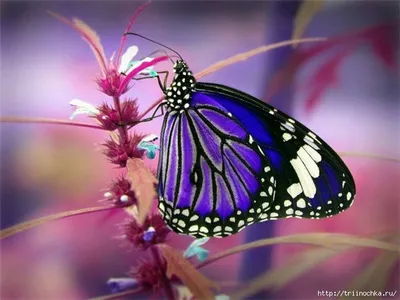 Самые красивые бабочки в мире | Topkin | Дзен