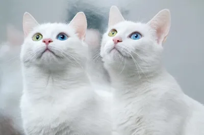 Самые красивые породы кошек в мире Топ 10 | ТОП от Качкова | Дзен