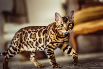 Самые красивые кошки в мире | САМОЕ САМОЕ | Дзен