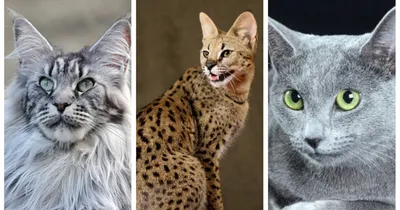 32 кота с самыми потрясающими глазами в мире