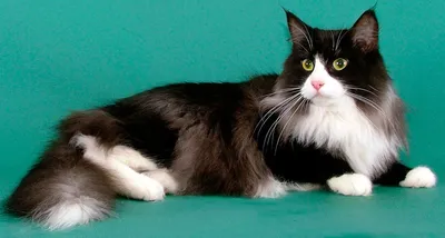 Топ-10 самых красивых кошек с фото и названиями | РБК Life