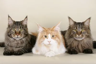 Пин от пользователя Carmen R. на доске GATOS | Красивые кошки, Самые милые  животные, Кошки и котята