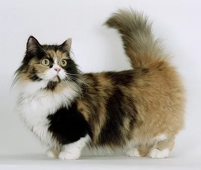 Самые красивые коты» — создано в Шедевруме