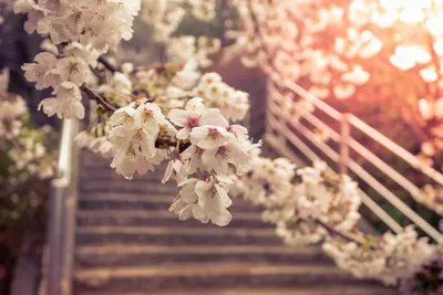 белые гиацинты в цвету очень красивые цветы яркий цветок весна Фото Фон И  картинка для бесплатной загрузки - Pngtree