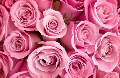 Самые красивые розы - фото и картинки: 141 штук