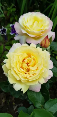 Самые красивые и любимые сорта роз, которые растут в моём саду | Юлия  🌸Цвет'ОК🌸 | Дзен
