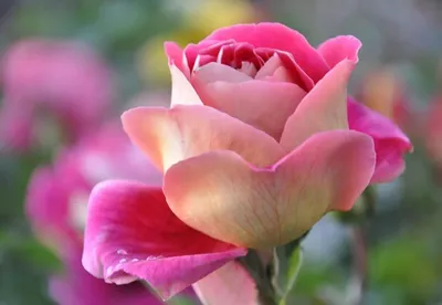 Пышные розы (73 фото) - 73 фото