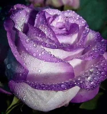 Pin de  en Beatiful and Clourful Flowers | Flores bonitas, Rosas  bonitas, Rosa arcoiris