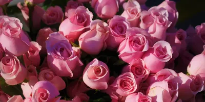 ТОП 5 сортов красных роз - Блог о цветах и флористике