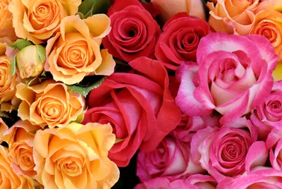 Лучшие сорта чайно-гибридных роз: описание и фото | Интернет-магазин  садовых растений