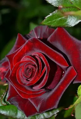 Эффектная красота розы…» — создано в Шедевруме