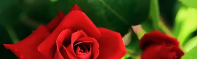 Самые красивые букеты цветов в мире | Красная роза, Розы, Цветы