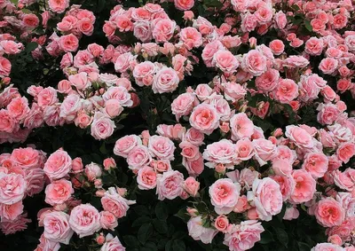 Самые красивые розы Варшавы. Польша.