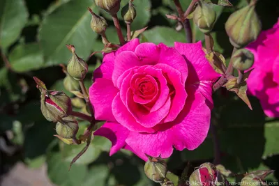 Самые красивые розы в мире (30+ ФОТО) | 