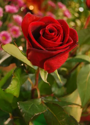 Самые красивые розы на свете | Розовые розы, Красивые розы, Розы