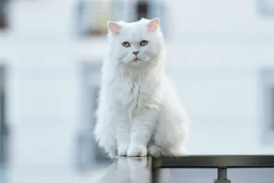 Самые красивые в мире кошки-близнецы живут в Петербурге | Blog Fiesta