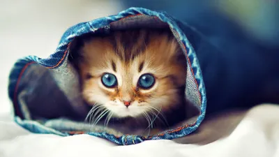 Маленькие котята с очень красивыми …» — создано в Шедевруме