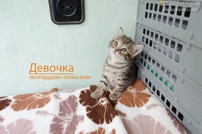 Котята купить на Зозу.ру