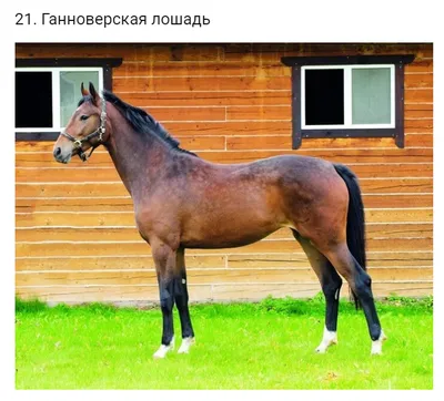 ТОП-30 самых красивых лошадей в мире | My horse story | Дзен